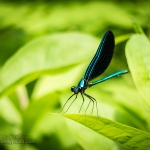 Asheville Dragonfly